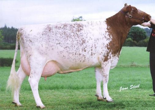 Petal-%20Shorthorn.jpg